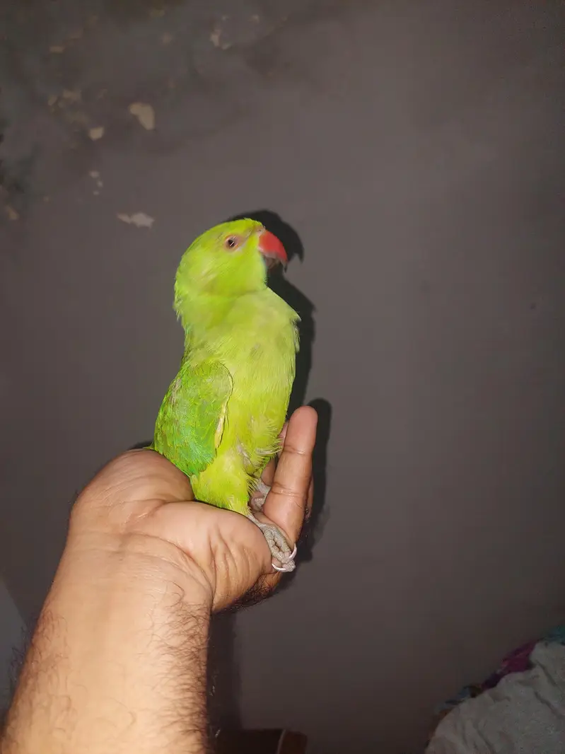 bolny wala tota — photo 2