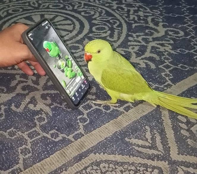 parrot 0