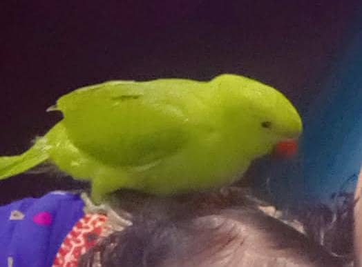 parrot 1