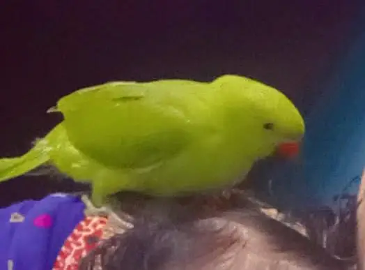 parrot — photo 2