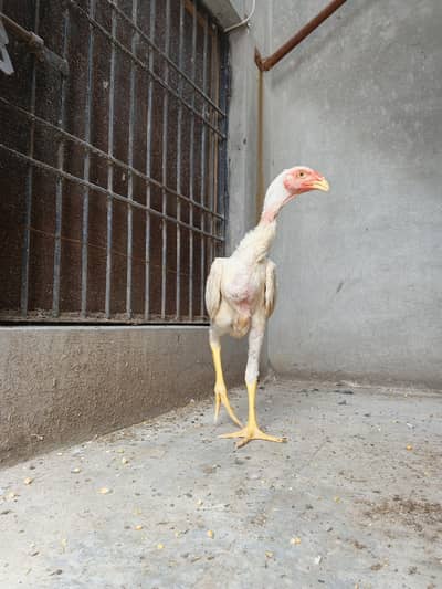 whiteshamo/shamo/aseel/hen/blackshamo