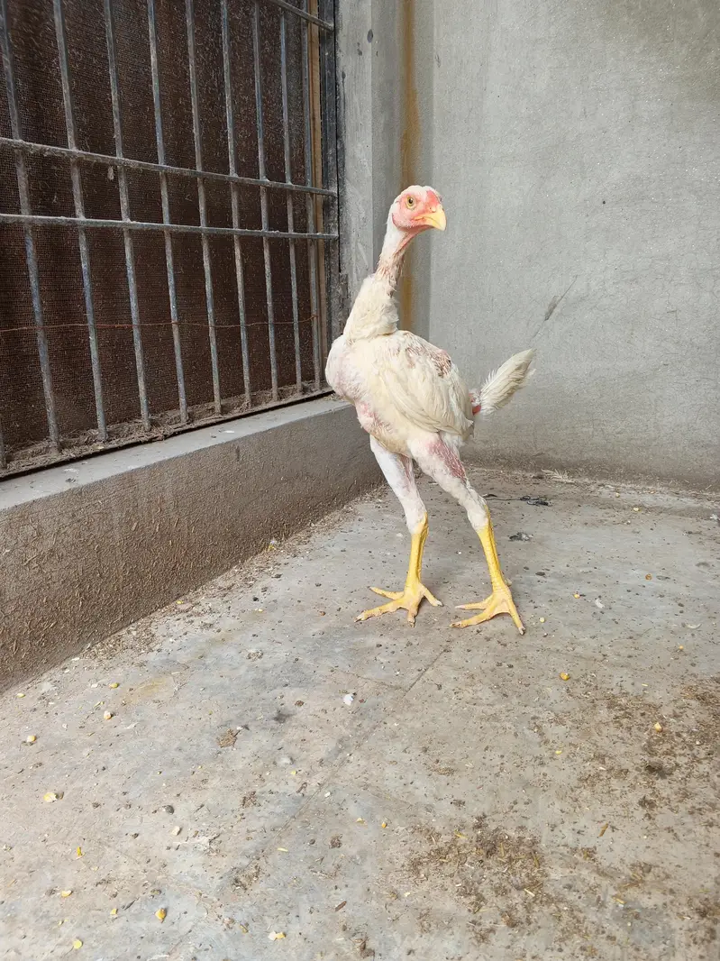 whiteshamo/shamo/aseel/hen/blackshamo — photo 2