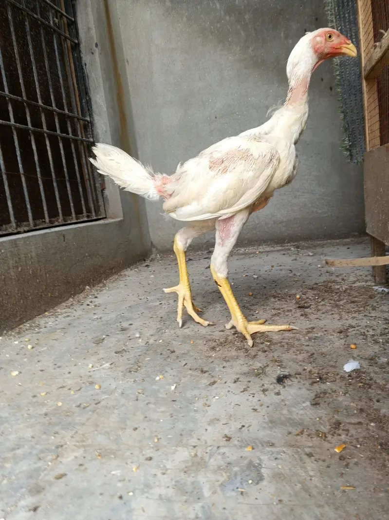 whiteshamo/shamo/aseel/hen/blackshamo — photo 3