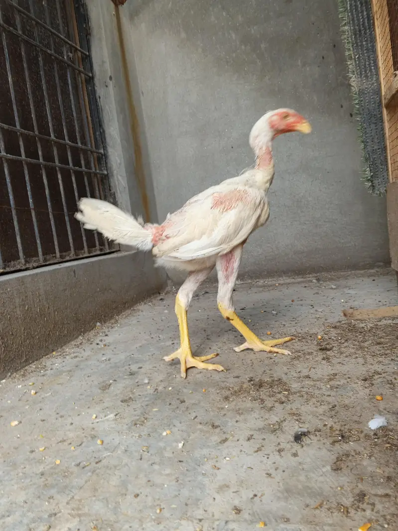 whiteshamo/shamo/aseel/hen/blackshamo — photo 4