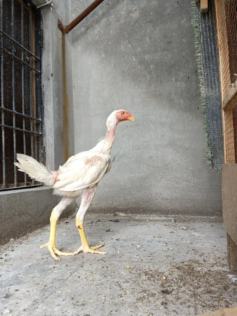 whiteshamo/shamo/aseel/hen/blackshamo — photo 5