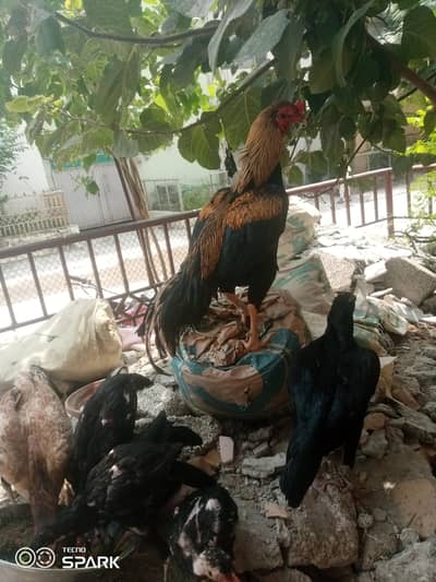 vip breeder aseel murga available