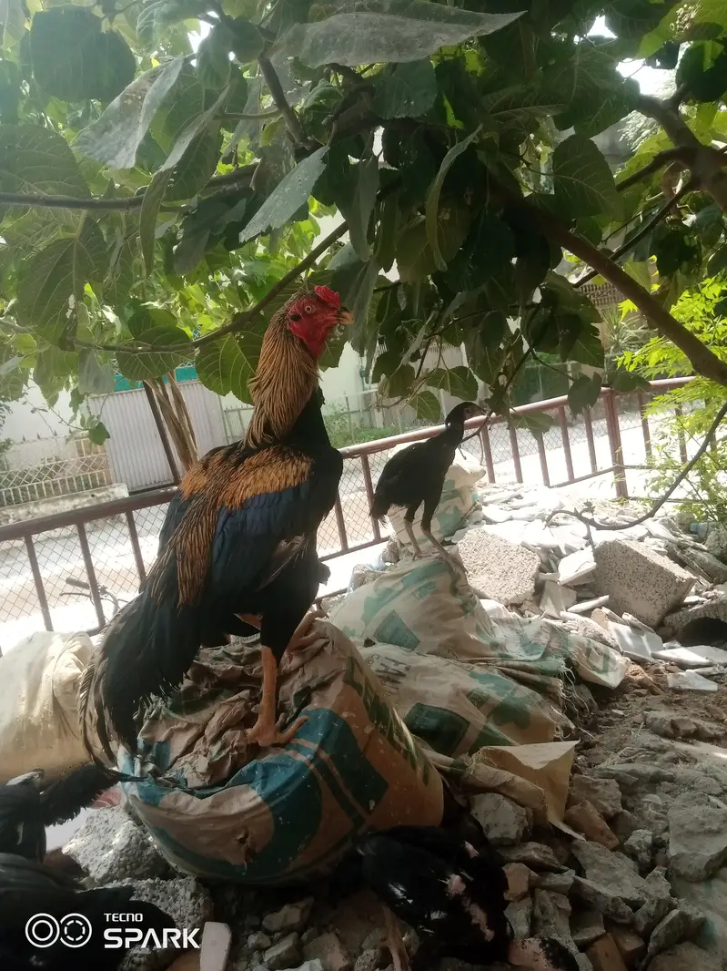 vip breeder aseel murga available — photo 2