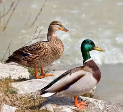 murghabi Mallard duck jungle