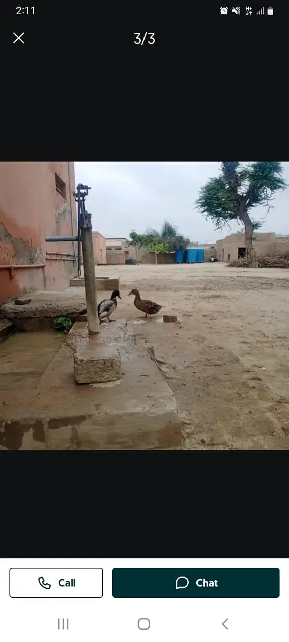 murghabi Mallard duck jungle — photo 2