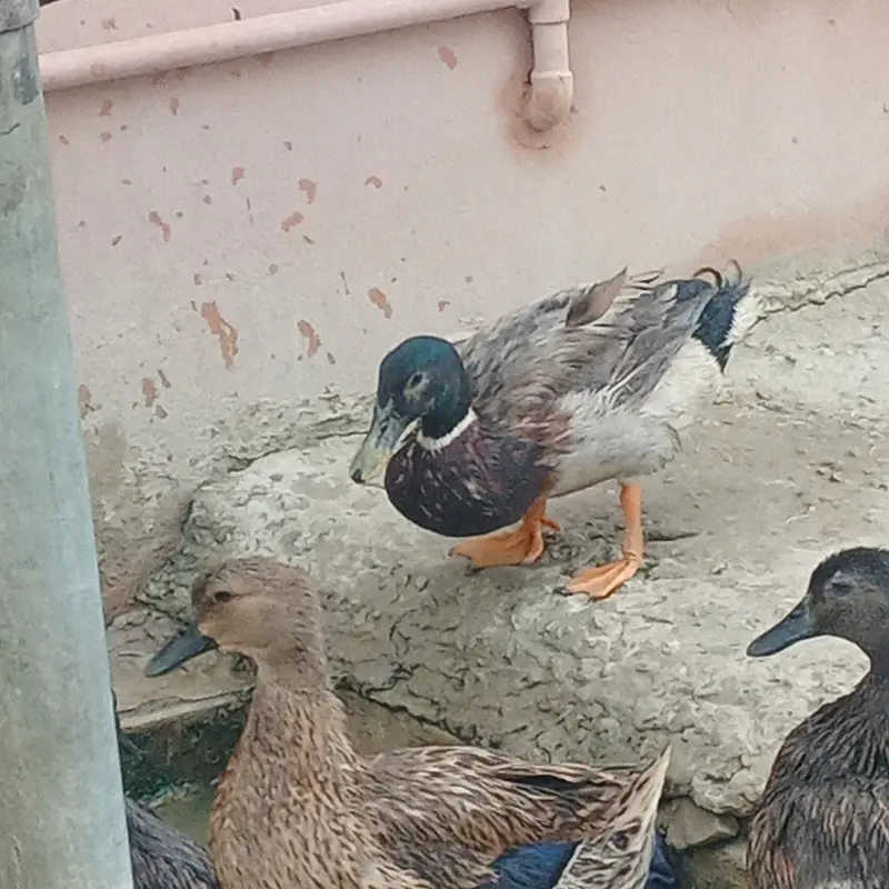 murghabi Mallard duck jungle — photo 3