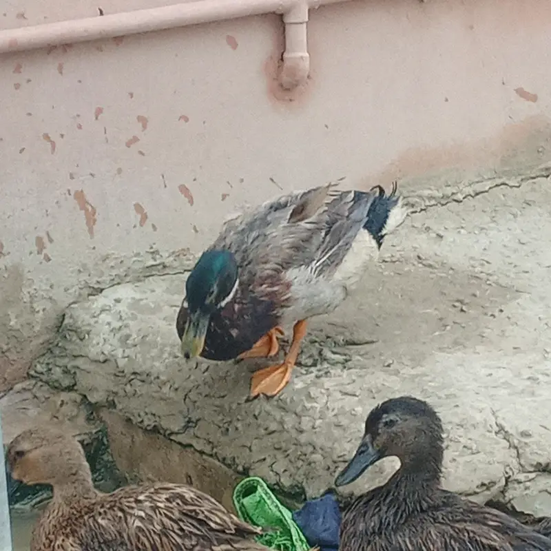 murghabi Mallard duck jungle — photo 4