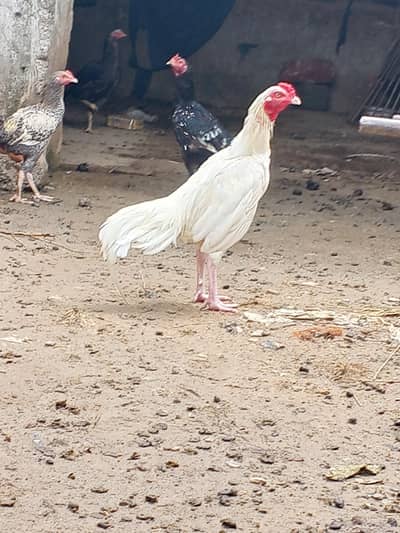 white Aseel