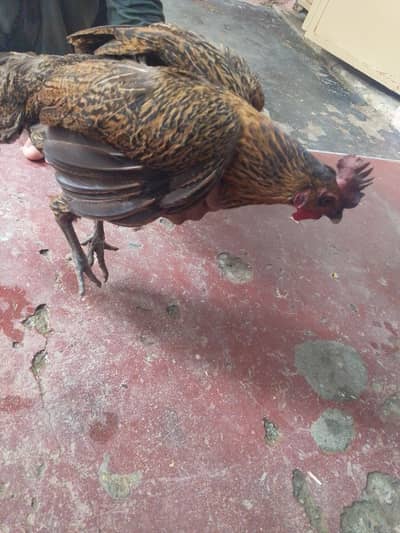Chicken eggs wali Hen andy wali