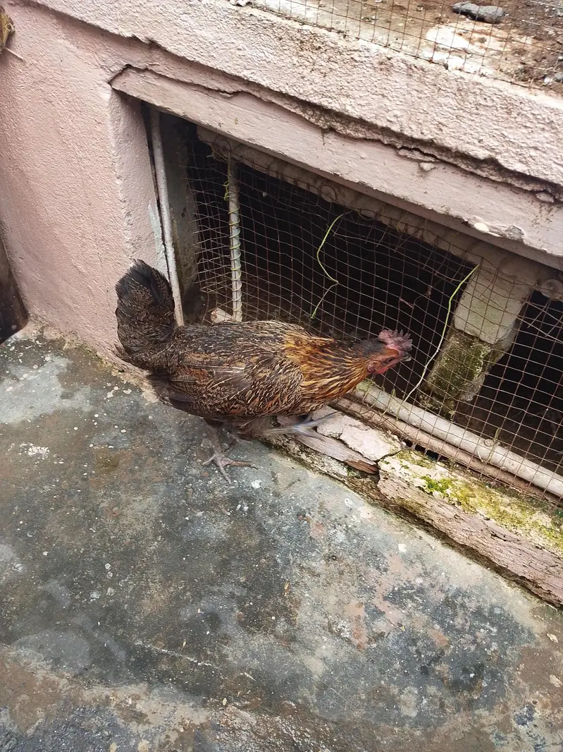Chicken eggs wali Hen andy wali — photo 2
