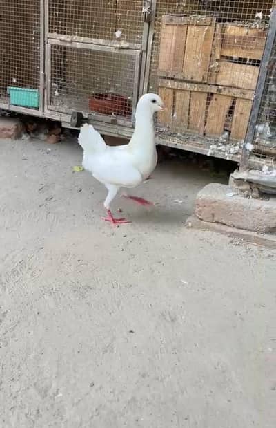 maltaise only male available exchange possible