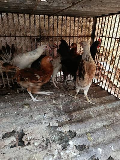 Desi Pathia available