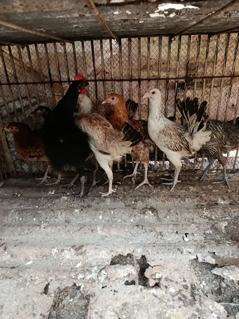 Desi Pathia available — photo 2