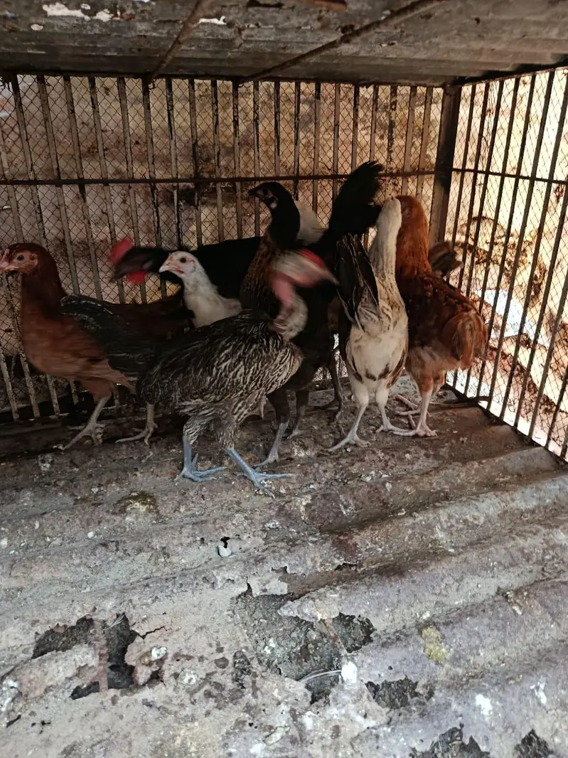 Desi Pathia available — photo 3