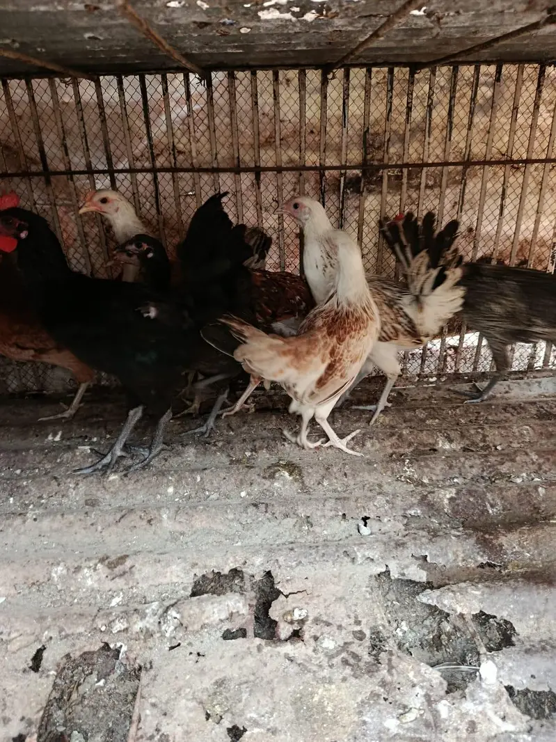 Desi Pathia available — photo 4