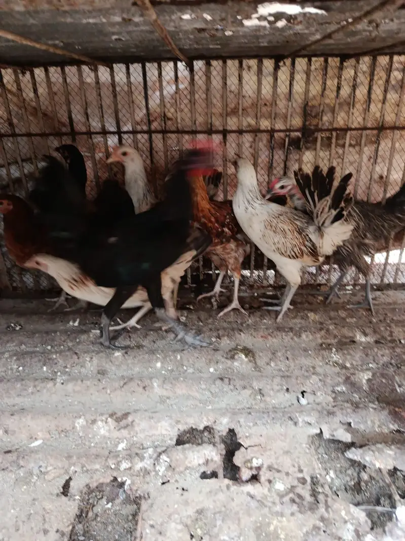 Desi Pathia available — photo 5