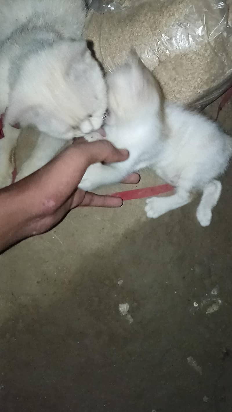 cats. 1