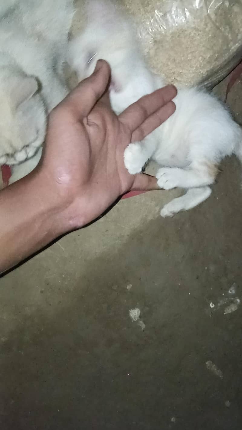 cats. 2