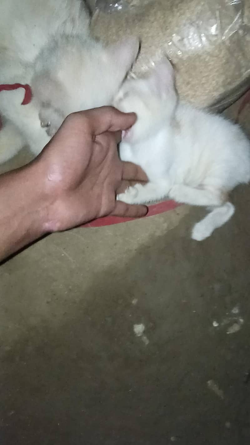 cats. 3