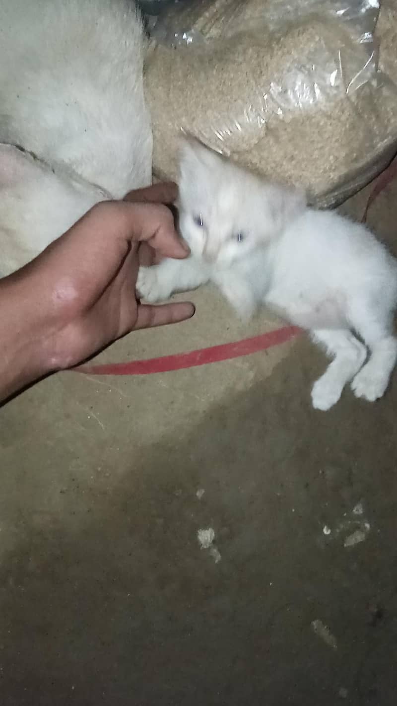 cats. 4