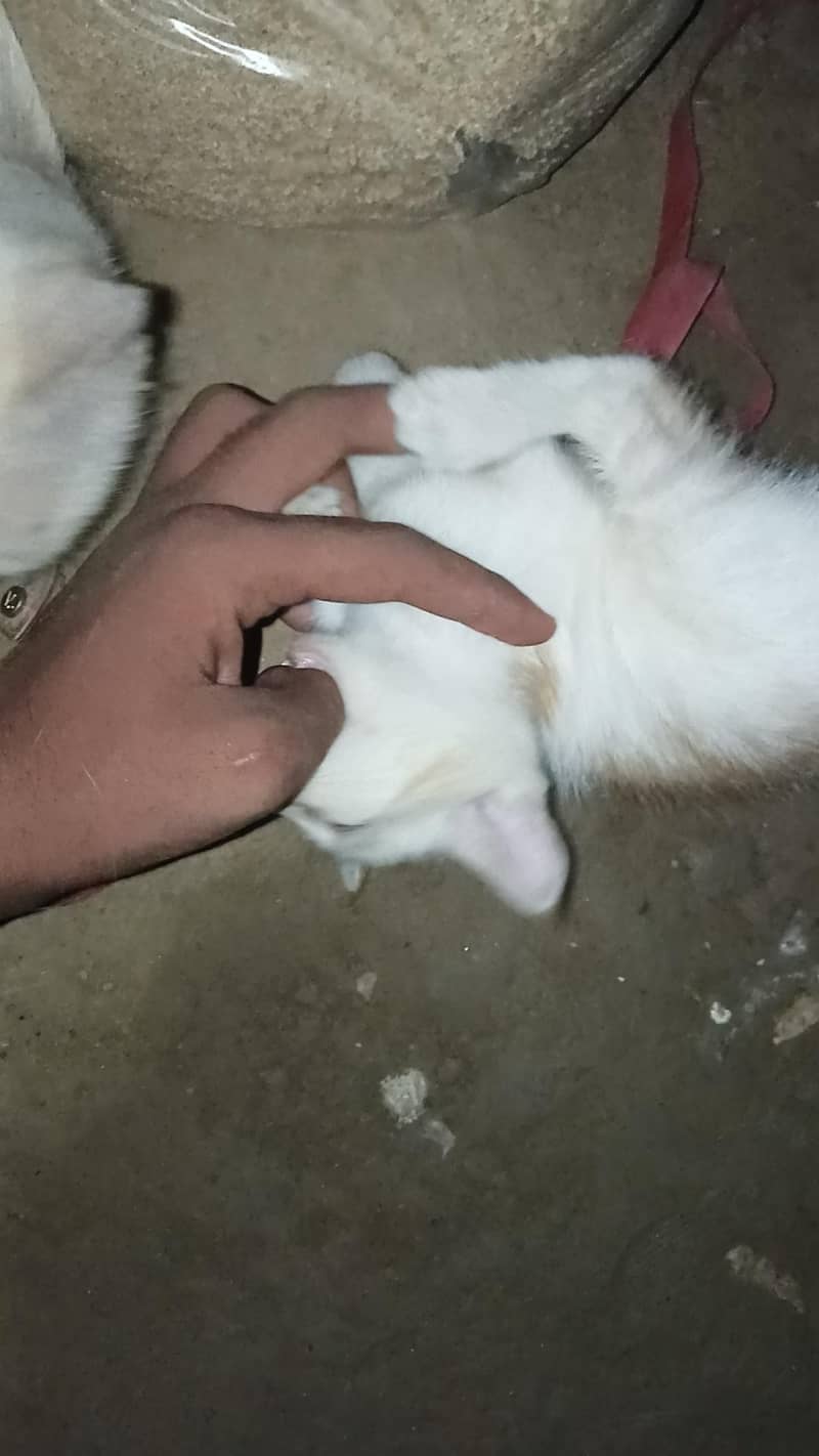 cats. 5