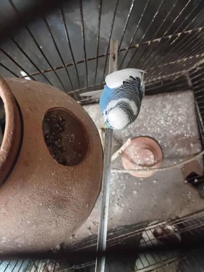 budgies breeder pair