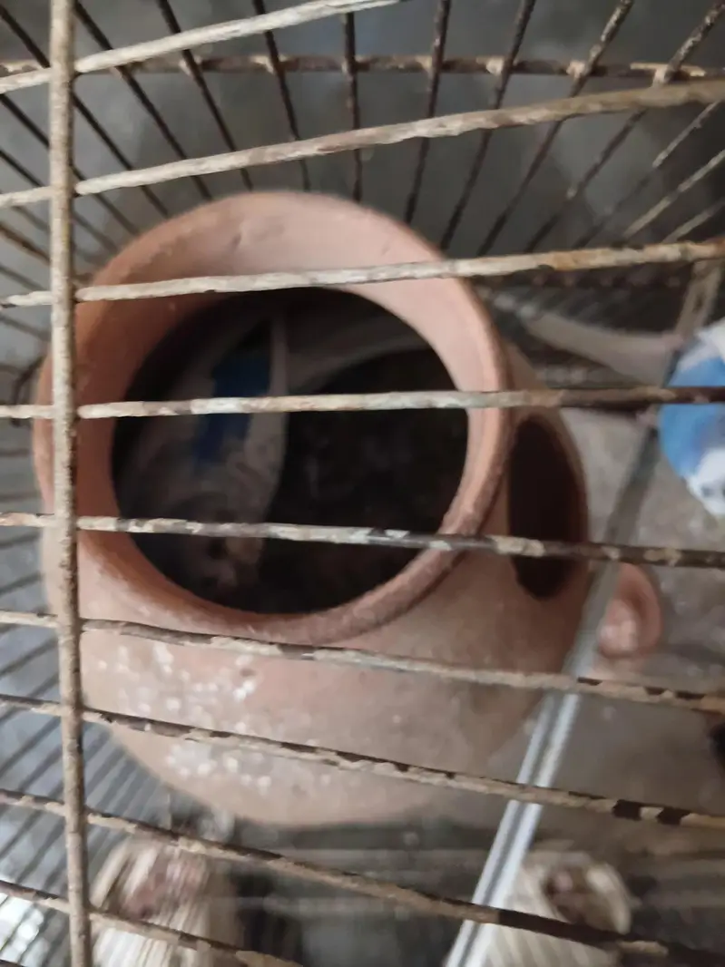 budgies breeder pair — photo 2