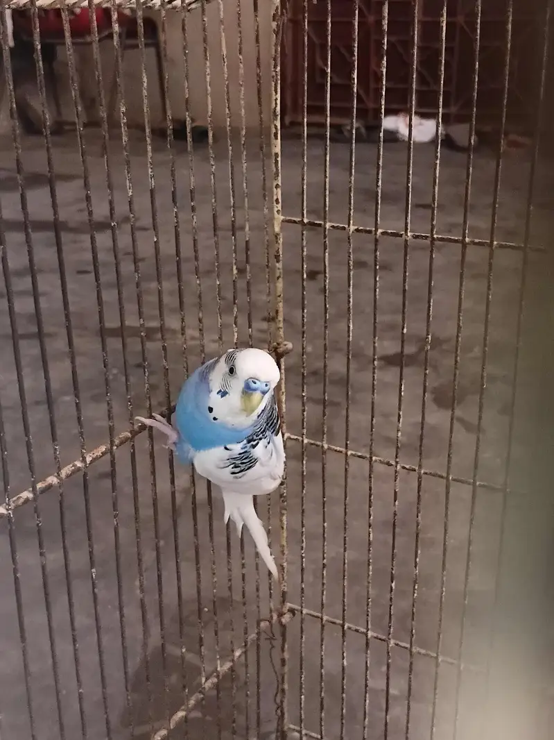 budgies breeder pair — photo 3