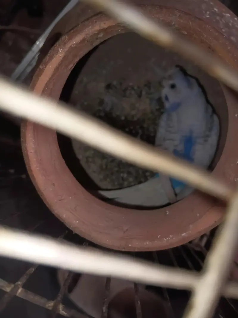budgies breeder pair — photo 4