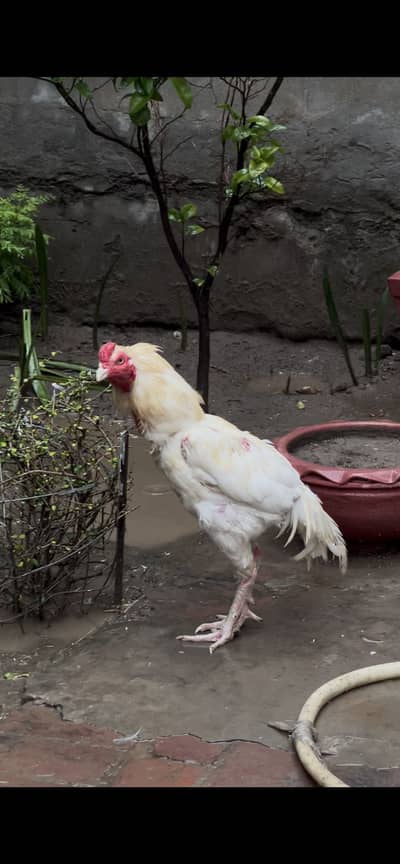 Heera Aseel Murgha Home Breed For Sale