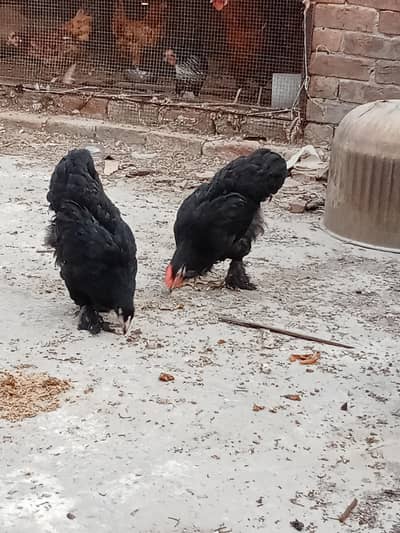 Pure Black Puff Birds 5 Months Old - Batch of 6/contact us 03264191101