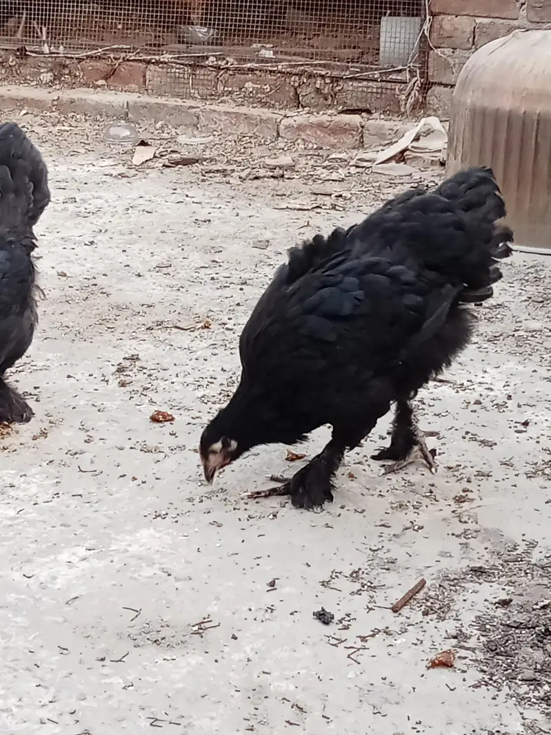 Pure Black Puff Birds 5 Months Old - Batch of 6/contact us 03264191101 — photo 2