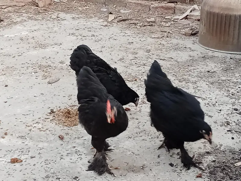 Pure Black Puff Birds 5 Months Old - Batch of 6/contact us 03264191101 — photo 3