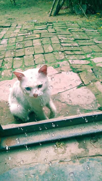 white cat
