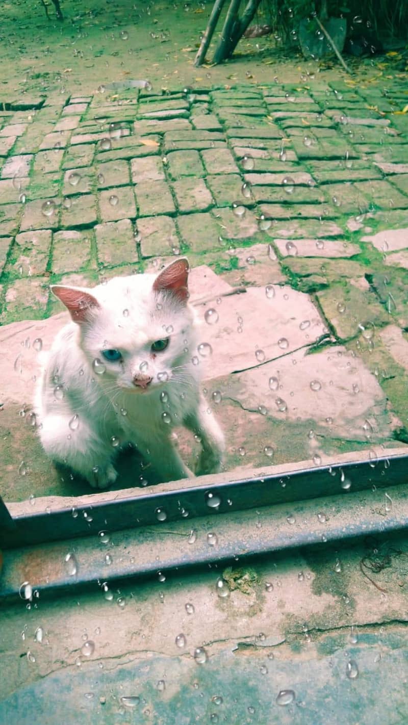 white cat 0