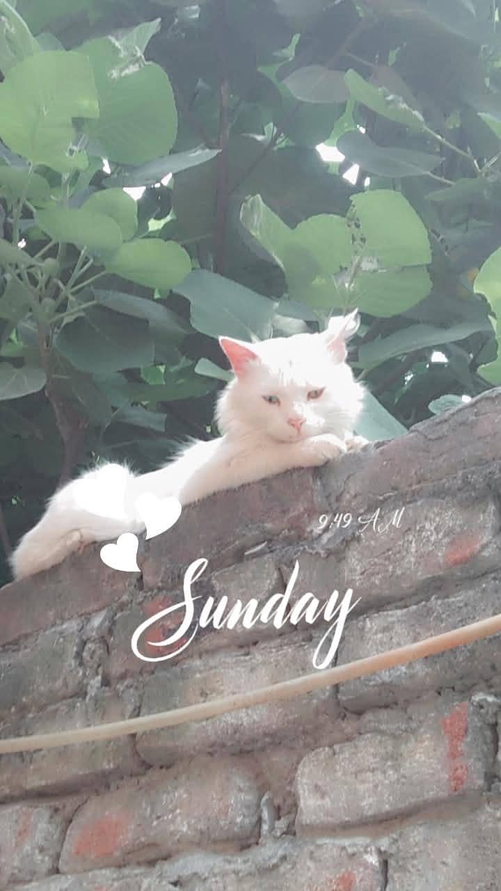 white cat 1