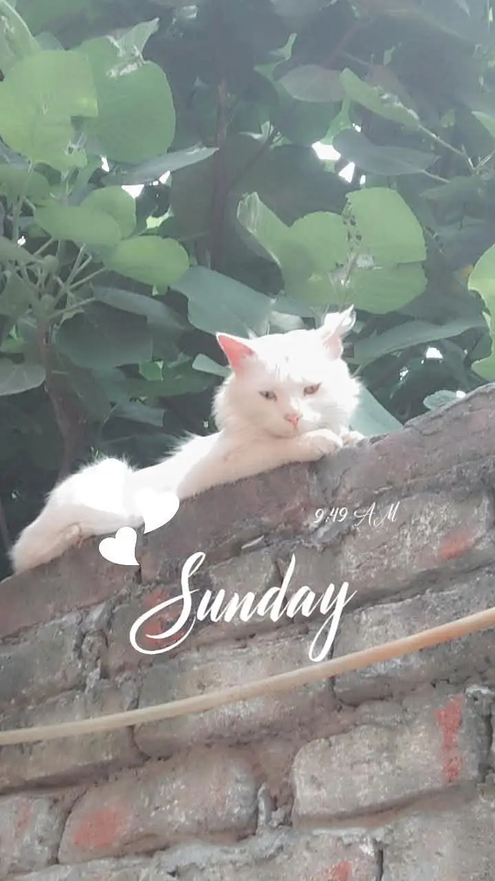 white cat — photo 2