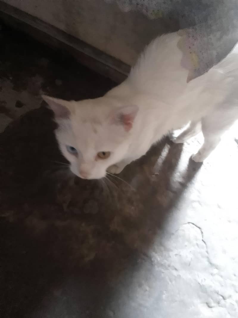 white cat 2