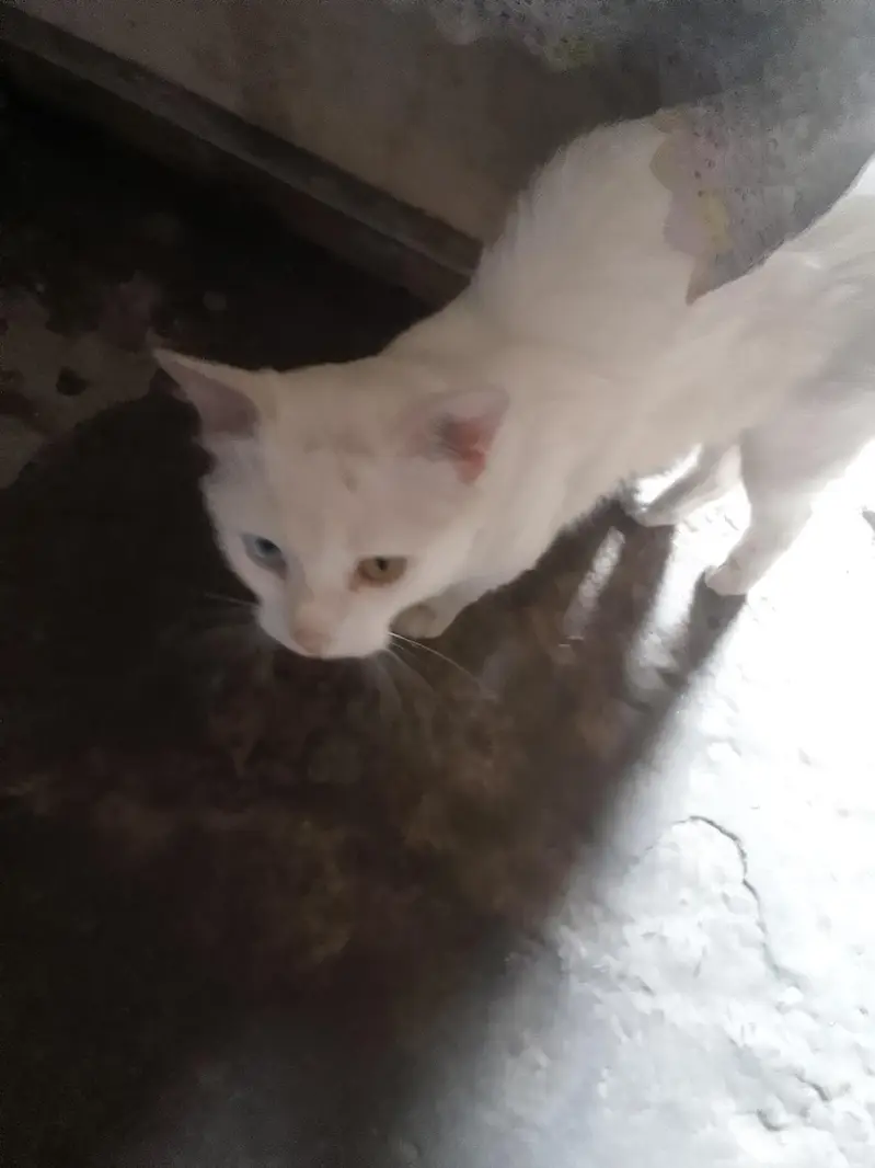 white cat — photo 3