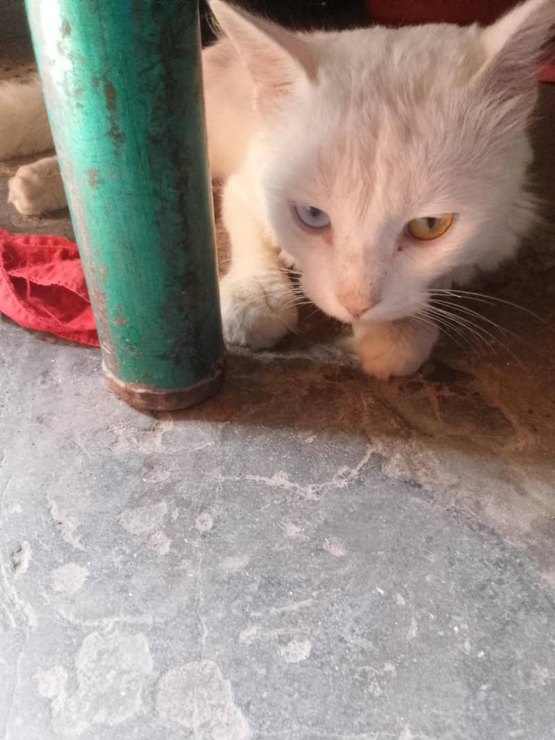 white cat 3