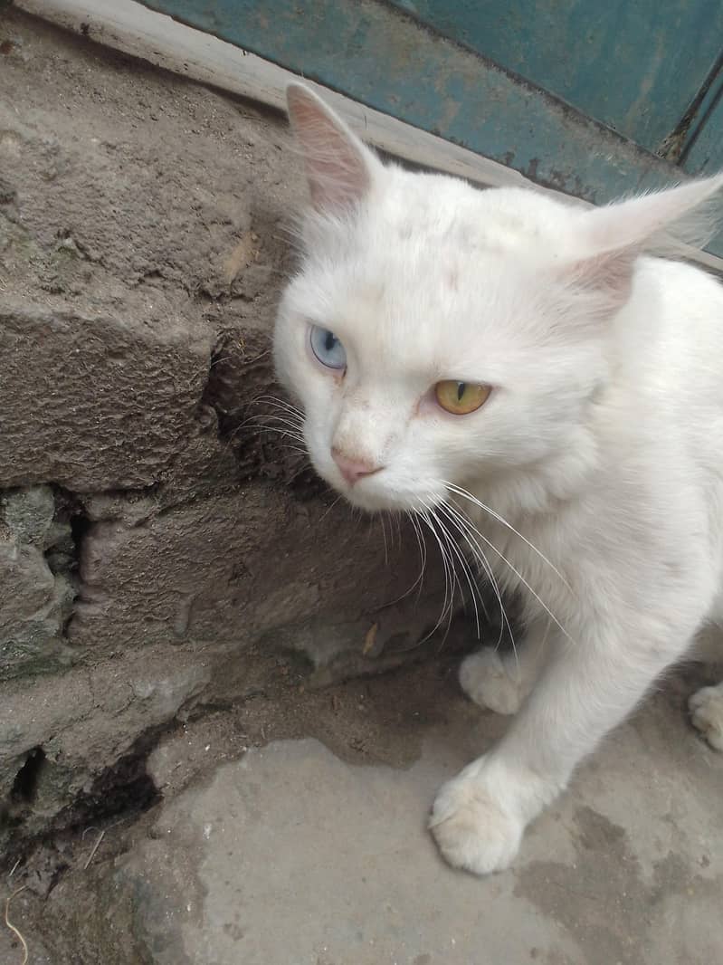 white cat 4
