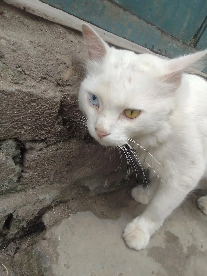 white cat — photo 5