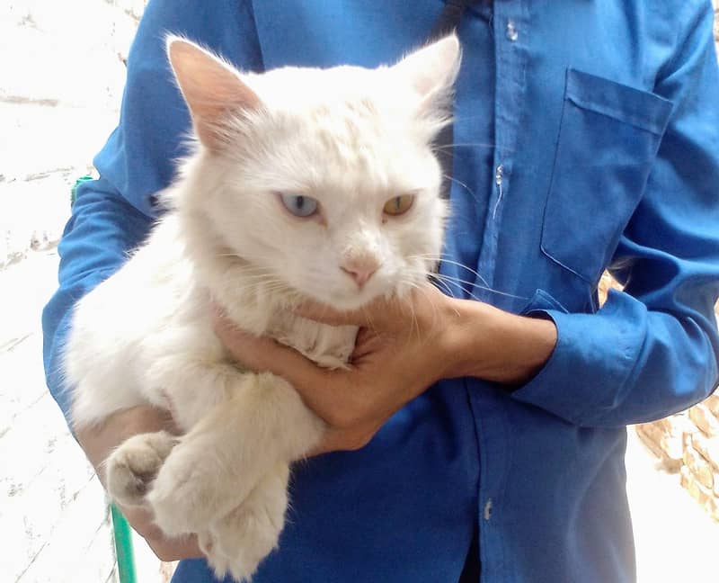 white cat 5
