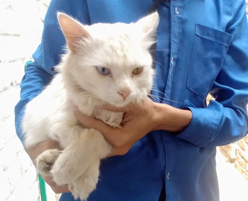 white cat — photo 6