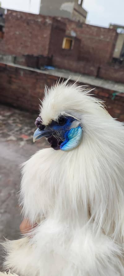 Male silkie hen for sale