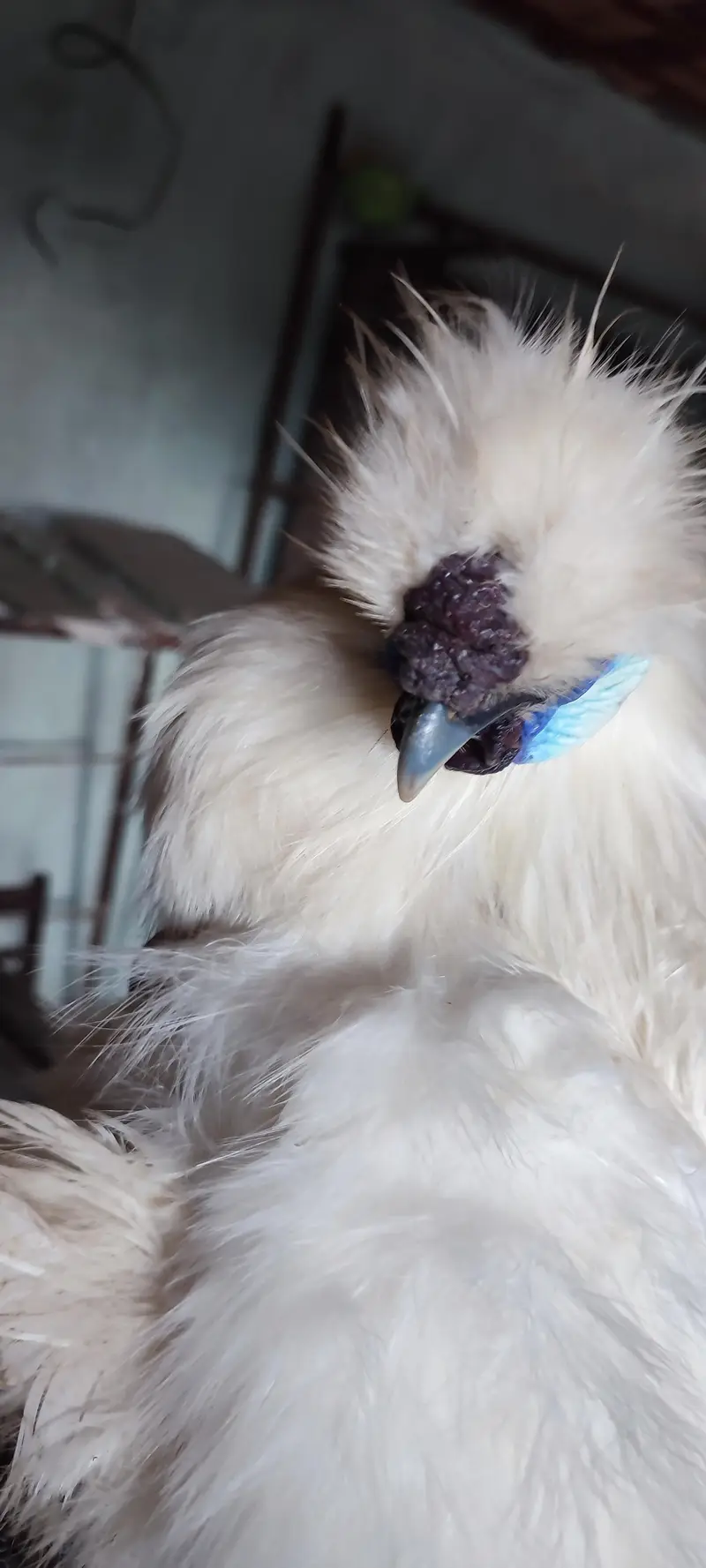 Male silkie hen for sale — photo 2